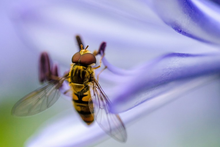 Salute a prova di puntura: soluzioni ecologiche per combattere insetti fastidiosi e pericolosi